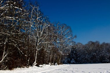 İsviçre 'de Zürih yakınlarında güneşli bir günde kış harikalar diyarı