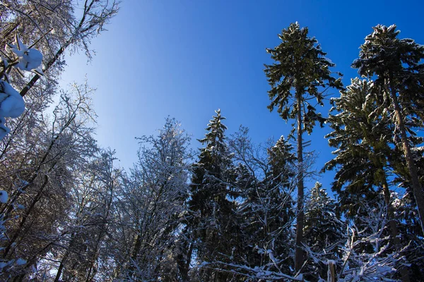 País Das Maravilhas Inverno Dia Ensolarado Perto Zurique Suíça — Fotografia de Stock