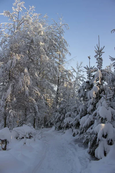 Ηλιοβασίλεμα Χειμερινό Χιονισμένο Δάσος — Φωτογραφία Αρχείου
