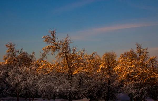 Zonnestralen Gaan Door Een Wild Besneeuwd Bos Een Zonnige Dag — Stockfoto