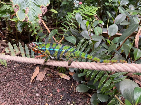 Camaleón Colorido Deambula Sobre Una Cuerda —  Fotos de Stock