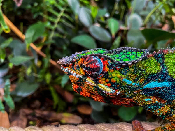 Perto Uma Cabeça Camaleão Colorido — Fotografia de Stock