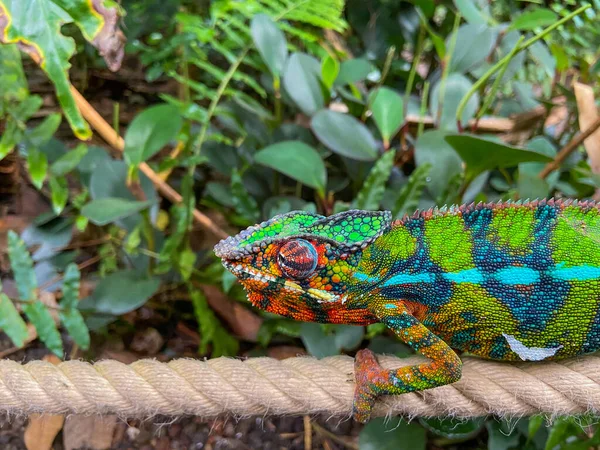 Een Kleurrijke Kameleon Dwaalt Een Touw Rechtenvrije Stockafbeeldingen