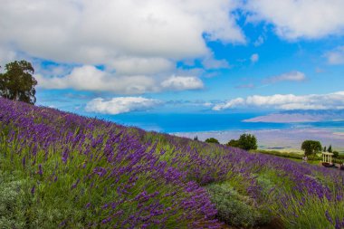 Maui 'deki bir lavanta tarlasının fotoğrafı az bulutlu mavi gökyüzüne karşı