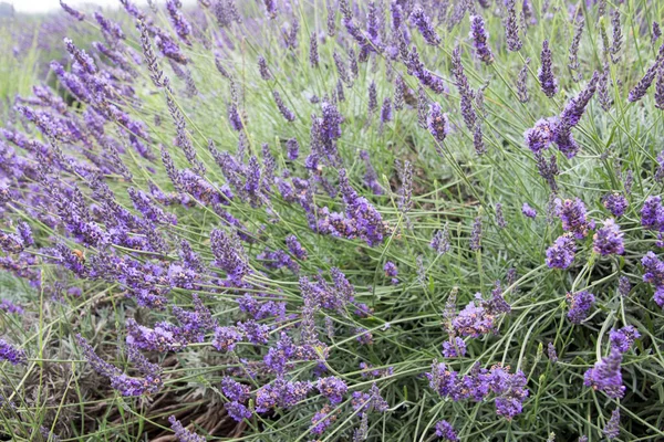 Close up of lavender flowers on maui in hawaii america