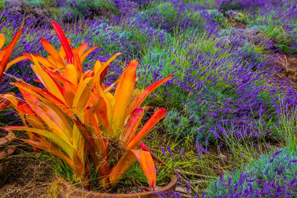 Lavanda Com Flor Laranja Primeiro Plano Fotografado Maui Uma Ilha — Fotografia de Stock