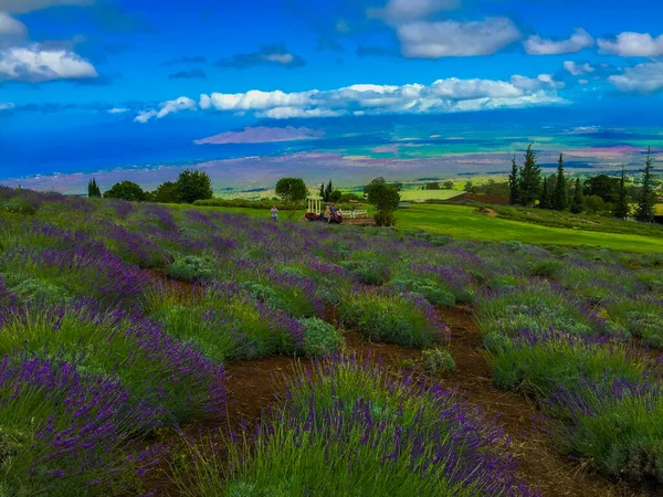 Foto Van Een Lavendelveld Maui Tegen Een Blauwe Lucht Met Stockfoto