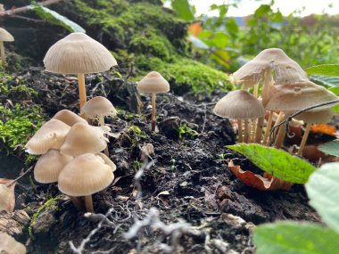 Arka planda yumuşak mavi gökyüzü olan bir ormanda bir mantar kümesi.