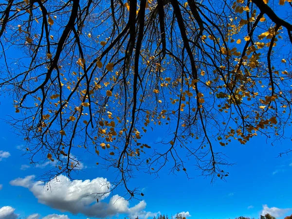 Árbol Otoño Con Pocas Hojas Delante Cielo Azul Con Pocas — Foto de Stock