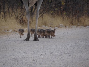Bir devekuşu ailesi Etoşa Ulusal Parkı 'nda bir sokakta geziniyor.