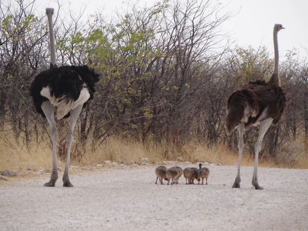 Ostrich Family Strolls Street Etosha National Park — Stock Photo, Image