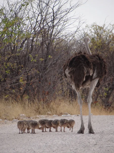 Ostrich Family Strolls Street Etosha National Park — Stock Photo, Image