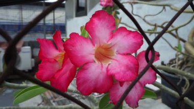 Güzel pembe renkte çiçekler, rüzgarda sallanıyor.