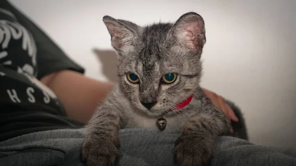 Cute Kot Siedzi Kolanach Patrząc Dół — Zdjęcie stockowe