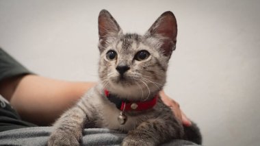 Kedi yan bakıyor, komik yüzlü.