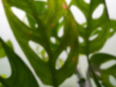 Bulanık fotoğraf. Yeşil yaprak. Bokeh arkaplanı, odak dışı.