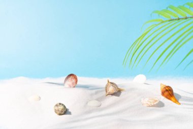 Yaz arkaplanı kum kabuğu ve palmiye ağacı