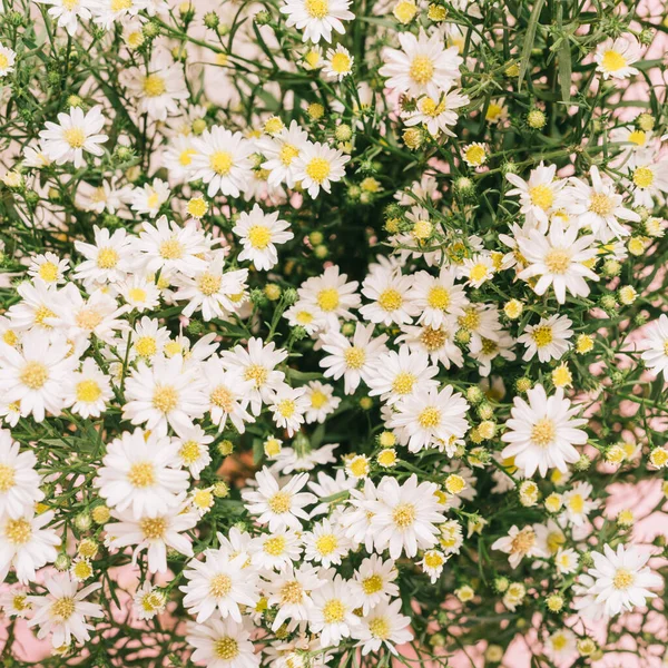 Chrysanthemums Arranged Pink Background — Stock Photo, Image