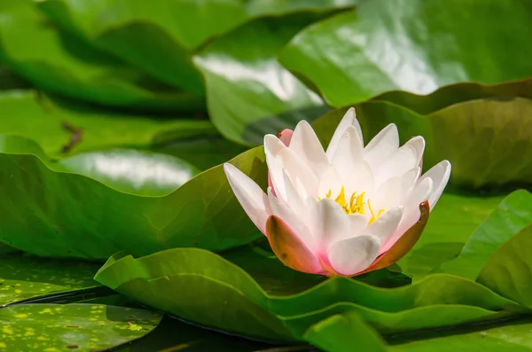 Bella pianta acquatica — Foto Stock