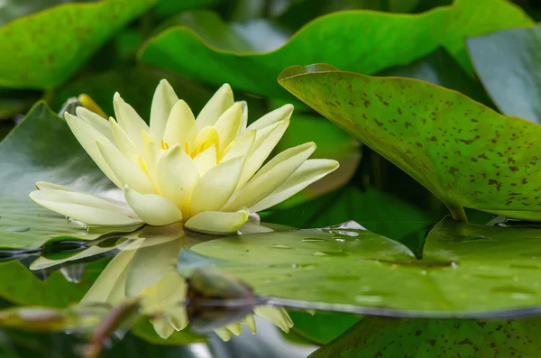 Bella pianta acquatica — Foto Stock