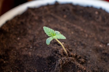 Kenevir filizinin en güzel yerine yerleştirilmiş amnezi fotoğrafı.