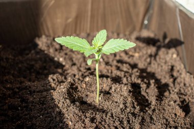 Türlü X treme fotoğraflarından oluşan kenevir filizlerinin en güzeline ekilmiş.