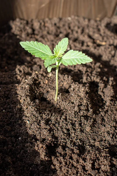 Plantado Solo Variedades Broto Cânhamo Treme Foto — Fotografia de Stock