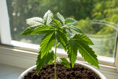 Genç kenevir türleri ot içinde amnezi büyür ev fotoğrafı