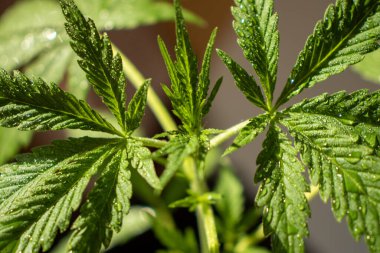 Genç kenevir çeşitleri Büyük Şeytan 2 in Ot Büyüyen Ev Fotoğrafı