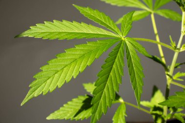 Genç kenevir çeşitleri Büyük Şeytan 2 in Ot Büyüyen Ev Fotoğrafı