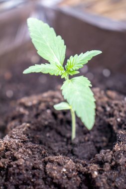 Genç kenevir çeşitleri. Esrar fotoğrafında büyük şeytan 2.