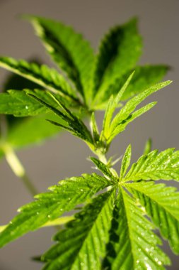 Genç kenevir çeşitleri Big Sunrise in pot büyüyen ev fotoğrafı