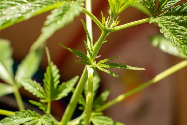 Genç kenevir çeşitleri Big Sunrise in pot büyüyen ev fotoğrafı