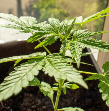 Genç kenevir çeşitleri X Ot Treme ev fotoğrafı 37 'de yetişiyor