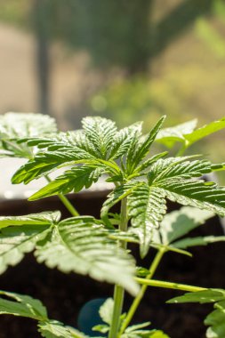 Genç kenevir çeşitleri X Treme esrar içinde büyür ev fotoğrafı 38