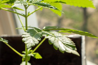 Genç kenevir çeşitleri X Treme esrar içinde büyür ev fotoğrafı 39