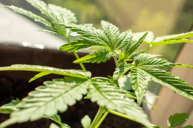 Genç kenevir çeşitleri X Treme esrar içinde büyür ev fotoğrafı 40