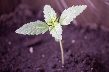 Genç kenevir çeşitleri x treme in pot photo 1