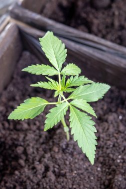 Marihuananın ilk haftası. Pencere kenarındaki fotoğraf 2 'de.