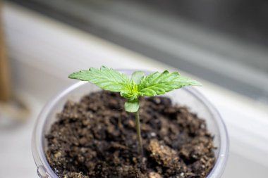 Kenevir türünün ilk 4 yaprağı 49 fotoğraf 2