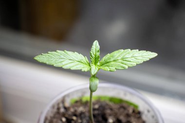 Büyük şeytanın ilk 4 kenevir yaprağı 2 fotoğraf 1