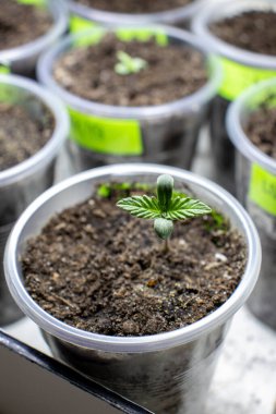 Kenevir filizi çeşitleri üzerindeki ilk çarşaflar x treme fotoğraf 1