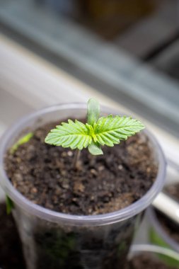 İkinci çift esrarın ortaya çıkışı büyük gün doğumu fotoğrafı 1