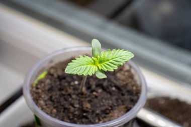 İkinci çift esrarın ortaya çıkışı büyük gün doğumu fotoğrafı 2