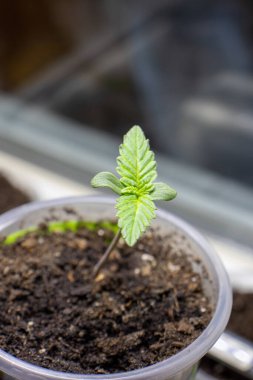 İkinci çift kenevir x treme fotoğrafının görünümü 1