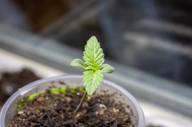 İkinci bir çift kenevir Treme fotoğrafının görünümü