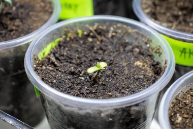 Kenevir filizi çeşitleri Büyük Şeytan 2 fotoğraf 1