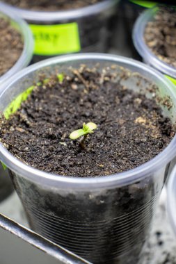 Big Devil 's Hemp Sprout 2 Fotoğraf 2