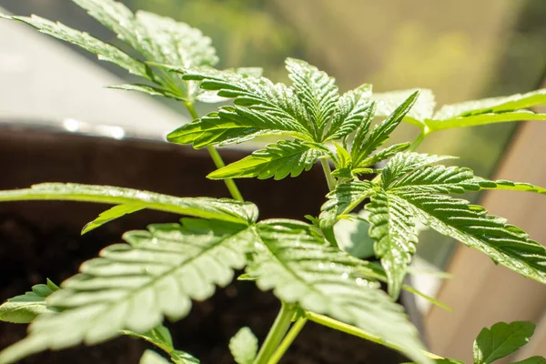 Genç kenevir çeşitleri X Treme esrar içinde büyür ev fotoğrafı 40