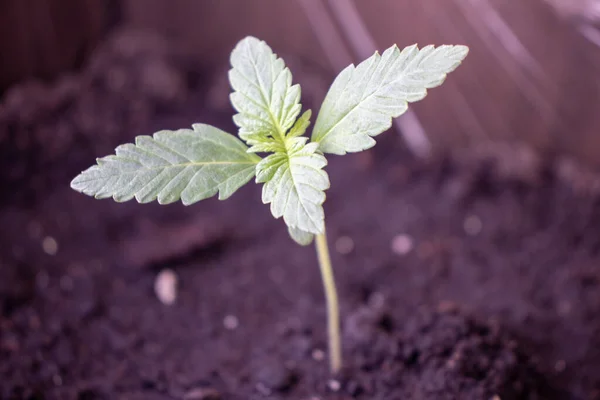 Young Hemp Varieties Treme Pot Photo — Stock Photo, Image